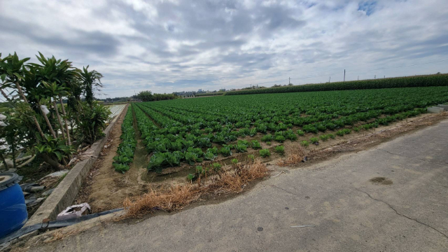 泰山買房賣屋善化五分農地,台南市善化區東勢寮段